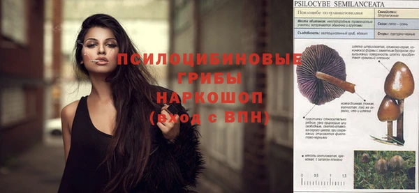 сатива Бородино